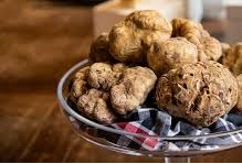 truffle hunting dog forest